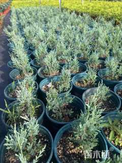 高度10厘米落基山圆柏