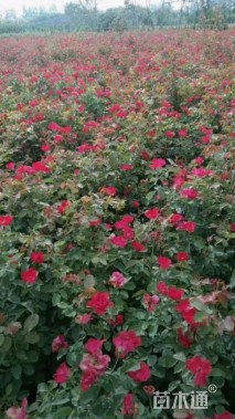高度50厘米丰花月季