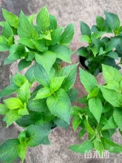 高度18厘米绣球