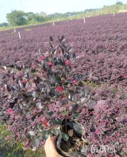 高度30厘米红花继木