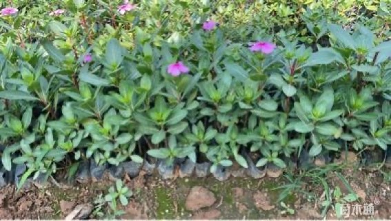 高度25厘米长春花