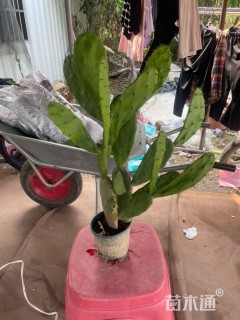 高度60厘米仙人掌