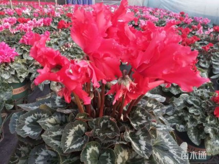 高度30厘米仙客来