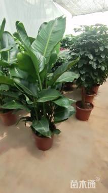 高度120厘米天堂鸟