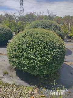 高度200厘米冬青先令球