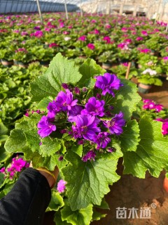 高度25厘米瓜叶菊