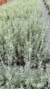 高度25厘米柳叶星河