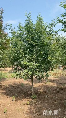 10公分垂丝海棠