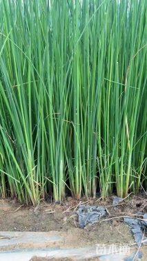 高度30厘米水葱【价格/图片/规格】仅供参考 ➡详情📞📞