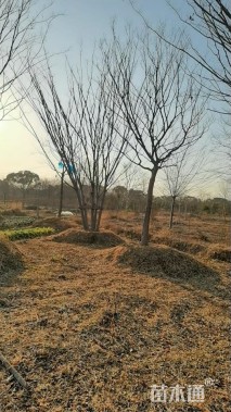 12公分(4杆)丛生榉树