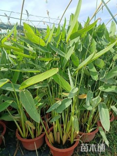 高度60厘米再力花