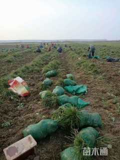 高度30厘米中叶麦冬