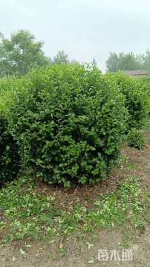 冠幅150厘米卫矛球