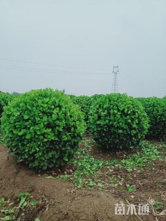 冠幅100厘米卫矛球