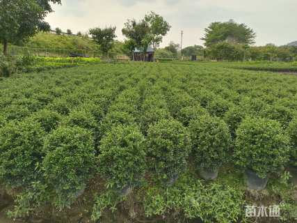 冠幅50厘米福建茶球