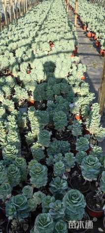 高度30厘米羽衣甘蓝