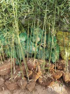 地栽苗金镶玉竹