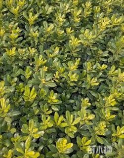 高度30厘米海桐