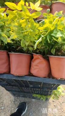 高度20厘米火焰南天竹