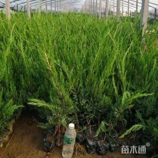 高度30厘米龙柏小苗