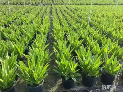 高度30厘米万年青