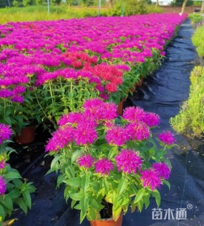 高度30厘米美国薄荷