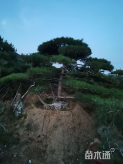 25公分造型油松