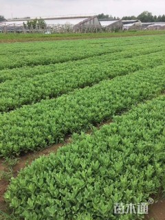 高度10厘米八宝景天