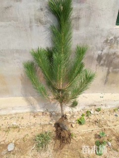 高度40厘米黑松小苗