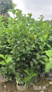 冠幅55厘米卫矛球