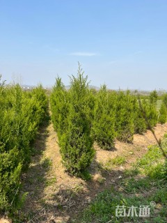 高度50厘米蜀桧