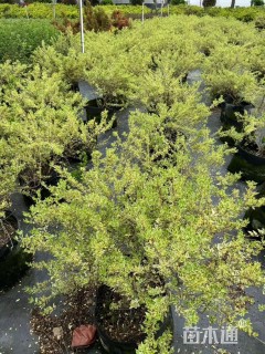 高度50厘米花叶香桃木