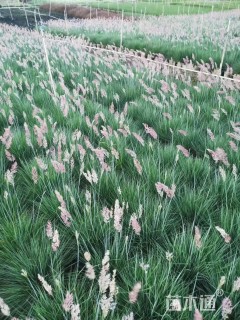 高度25厘米坡地毛冠草