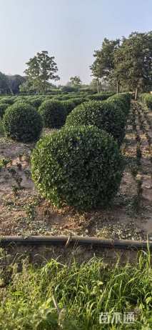 冠幅200厘米卫矛球