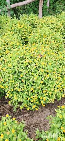 高度60厘米棣棠