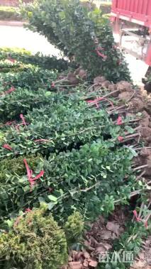 高度120厘米北海道黄杨