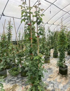 150厘米藤本月季