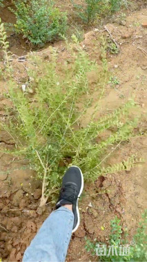 高度80厘米小叶女贞