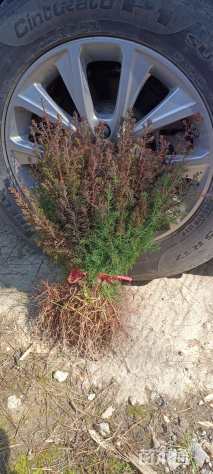 高度60厘米川柏