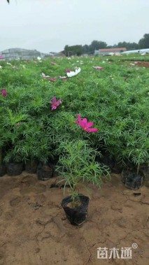 高度30厘米波斯菊