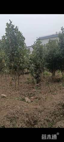 高度1800厘米茶树