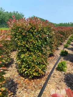 高度150厘米红叶石楠柱