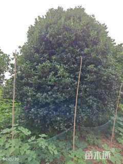 高度400厘米桂花