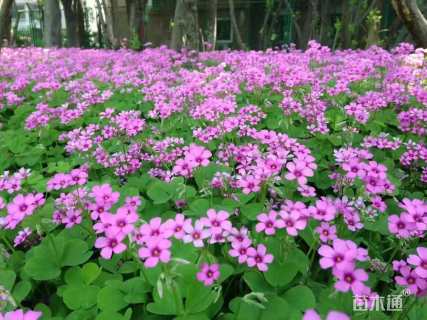 高度30厘米红花酢浆草