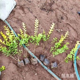 高度35厘米金叶女贞