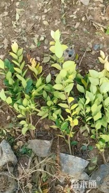 高度55厘米金森女贞