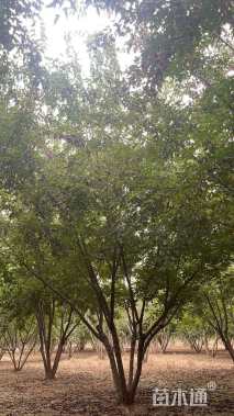 高度5000厘米丛生茶条槭