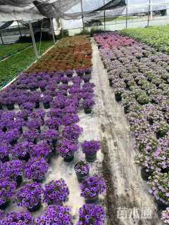 高度20厘米矮牵牛