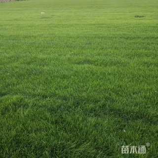早熟禾草