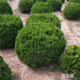 冠幅70厘米龙柏球